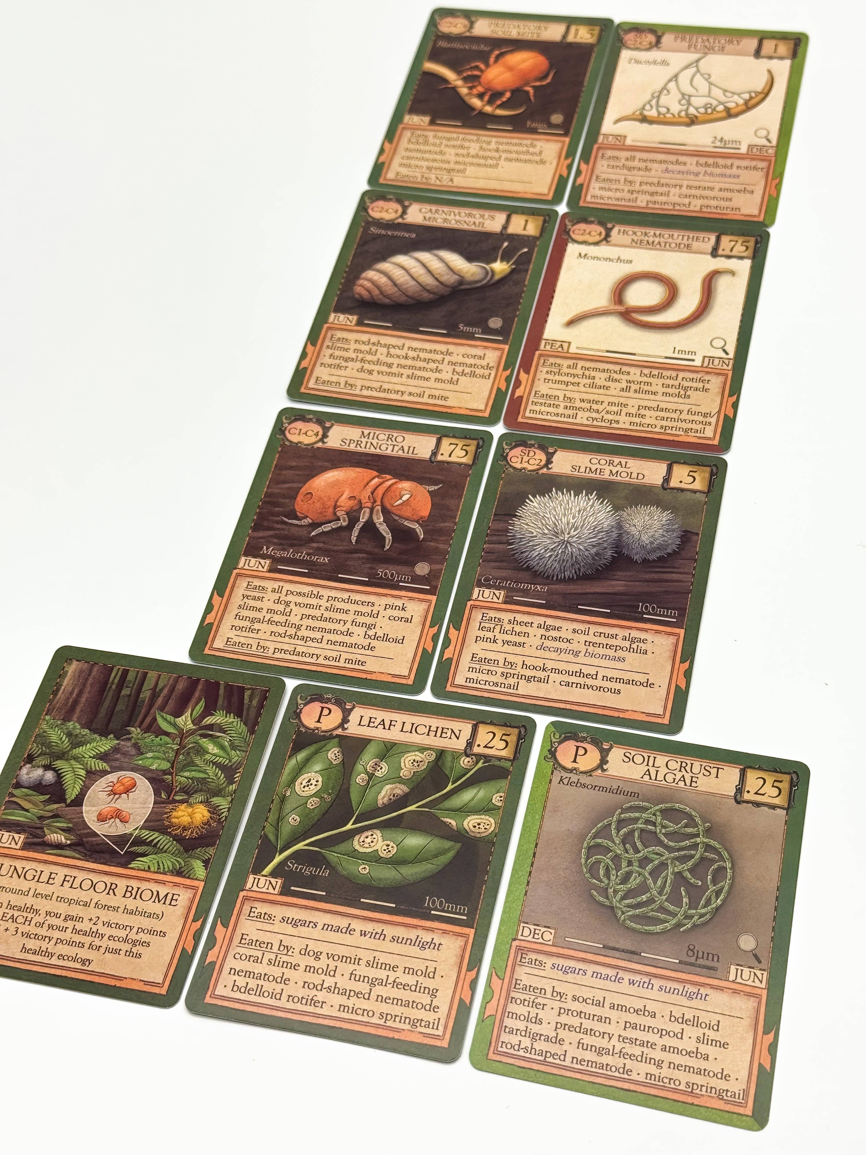 Ecologies: Marvelous Microbes includes 9 illustrated cards featuring insects, fungi, and plants in microscopic food webs.