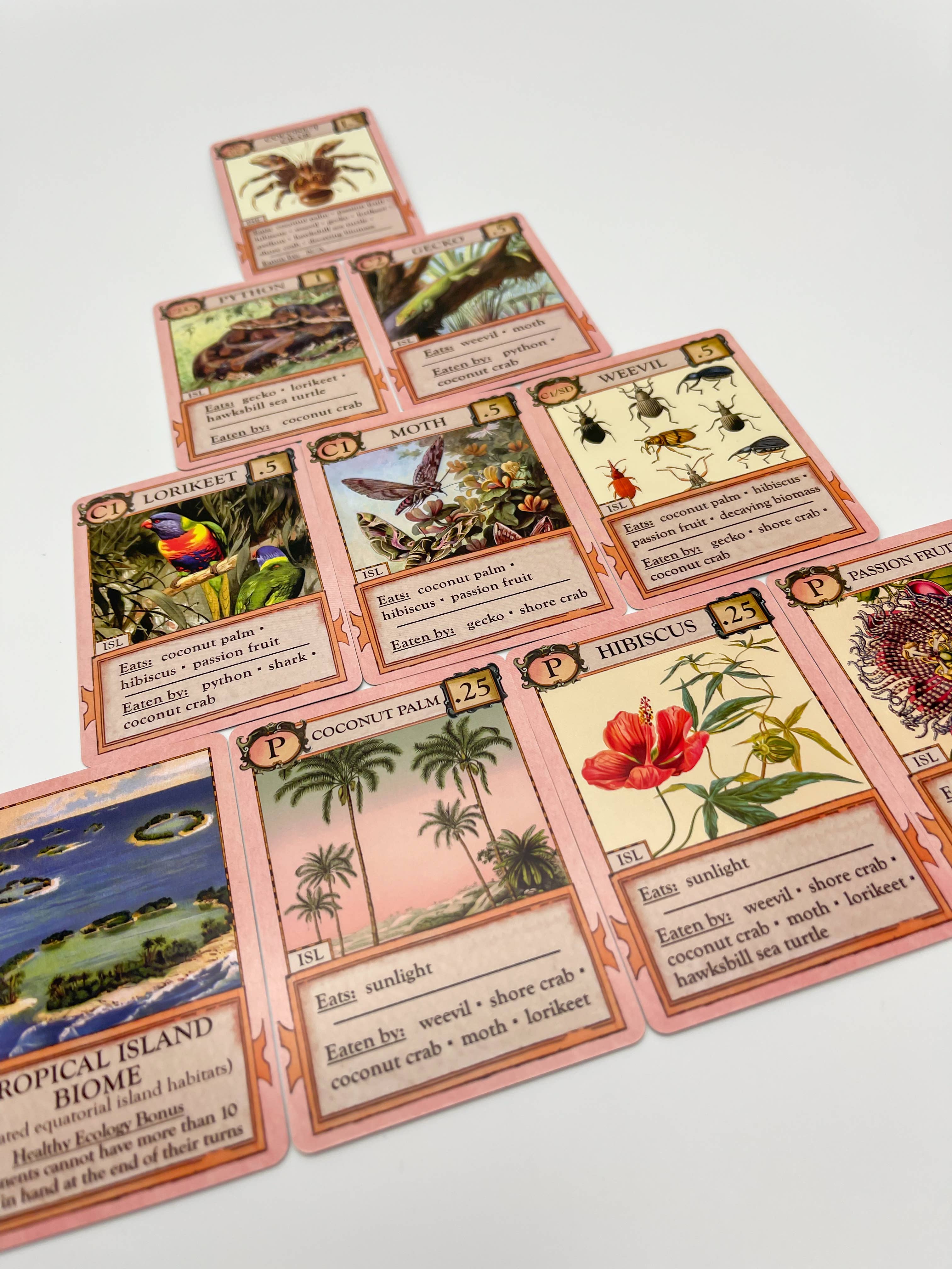 Ecologies: Hidden Habitats Card Game cards with illustrated plants and animals arranged in a pyramid.
