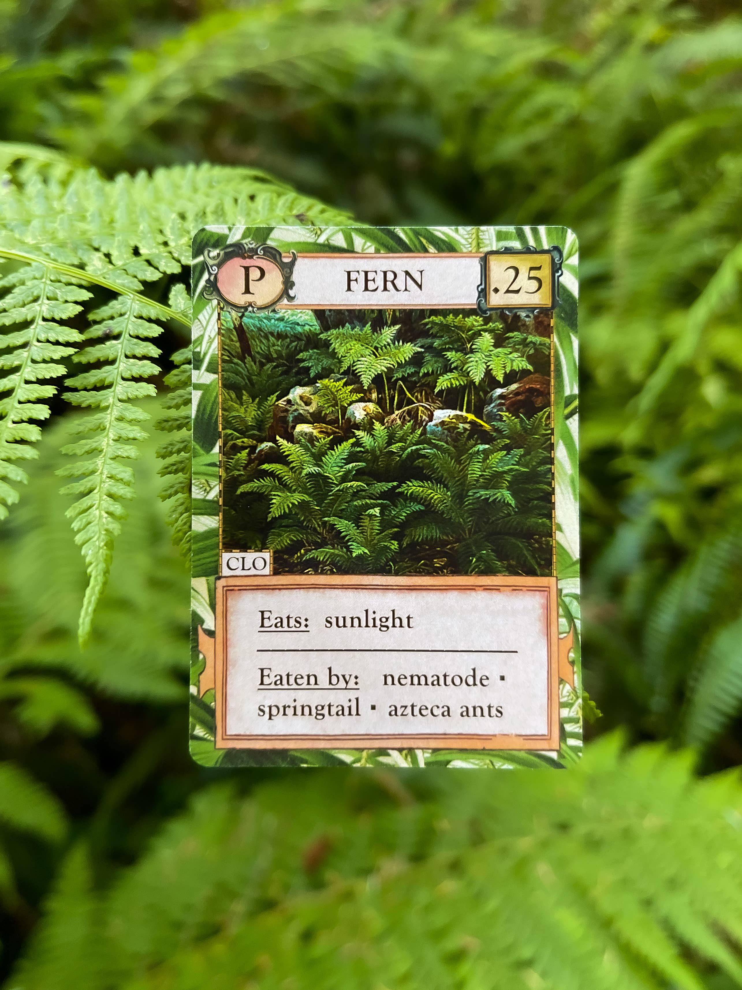 Ecologies: Hidden Habitats card featuring fern facts, displayed in front of live ferns.