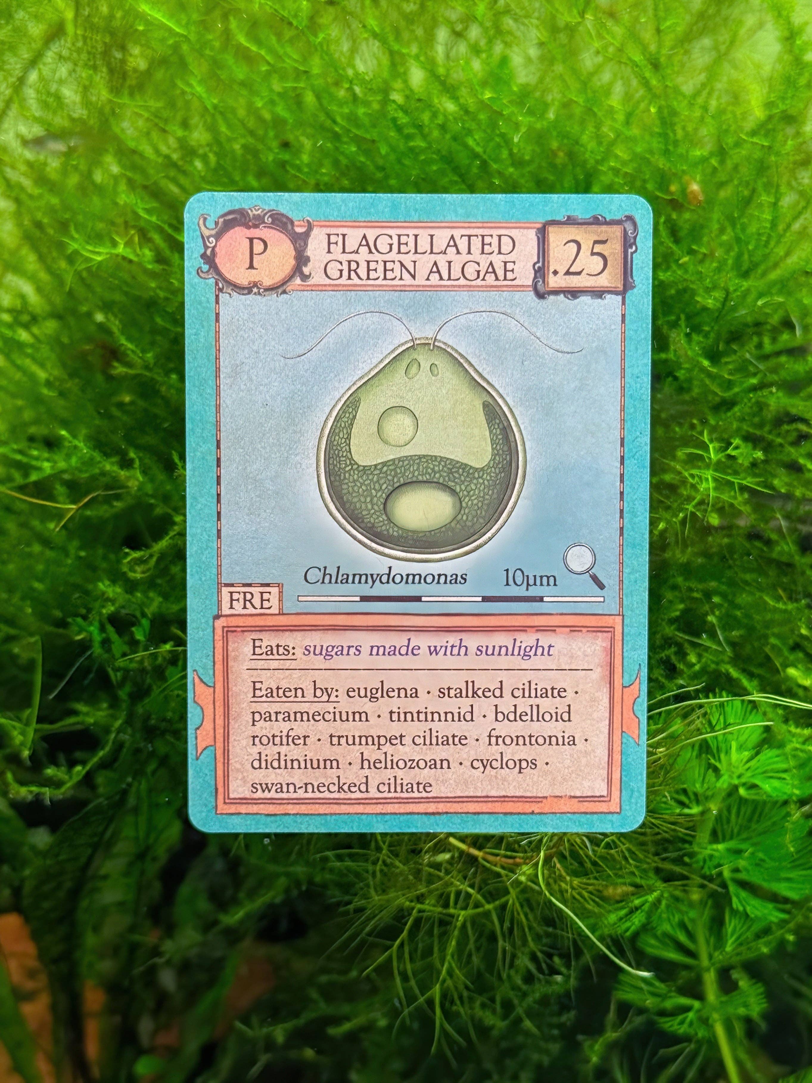 Ecologies: Marvelous Microbes trading card, Flagellated Green Algae variant.