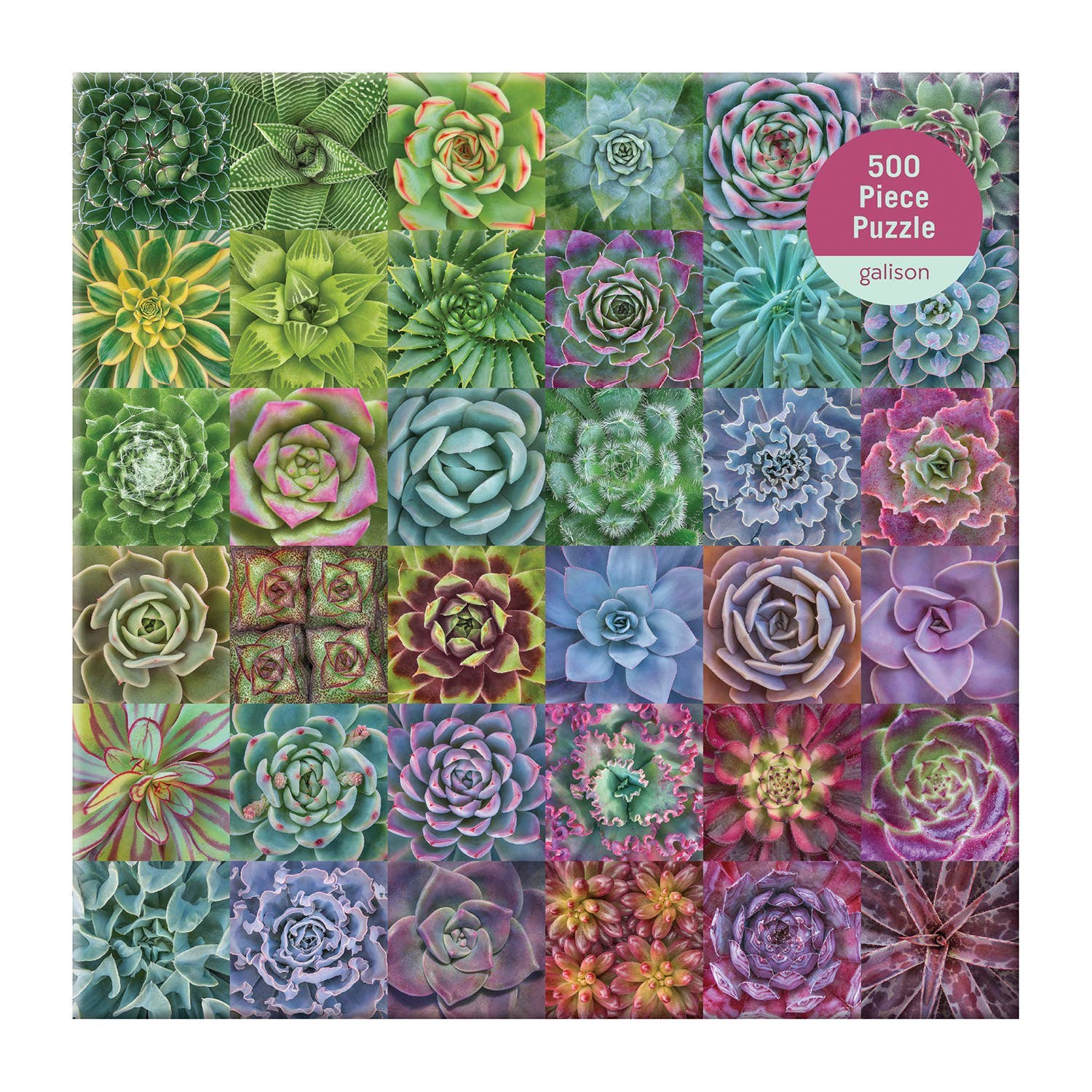 Succulent Spectrum 500 Piece Puzzle by Galison featuring a square collage of 25 colorful succulents on white.