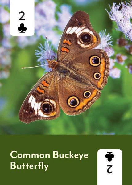 Pollinators of North America Deck, Common Buckeye butterfly card shown as 2 of clubs playing card.
