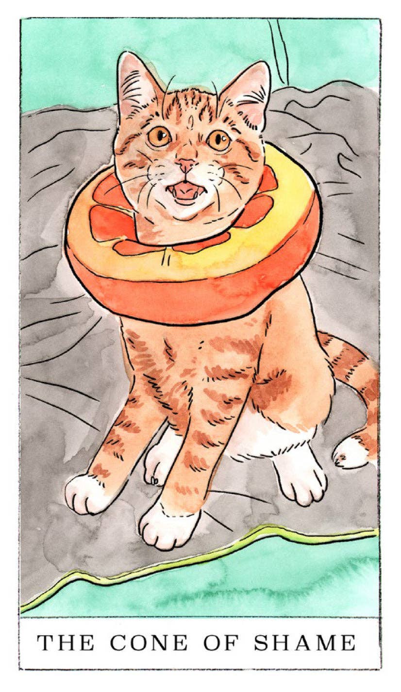 Orange cat wearing a soft cone collar sitting on a blanket, with caption referencing Kitten Oracle and tarot themes.