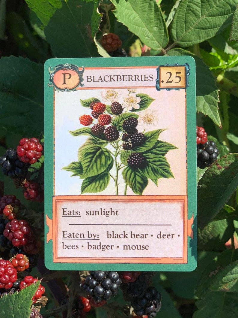 Ecologies Card Game card showing blackberries, sunlight requirements, and animals that eat them.