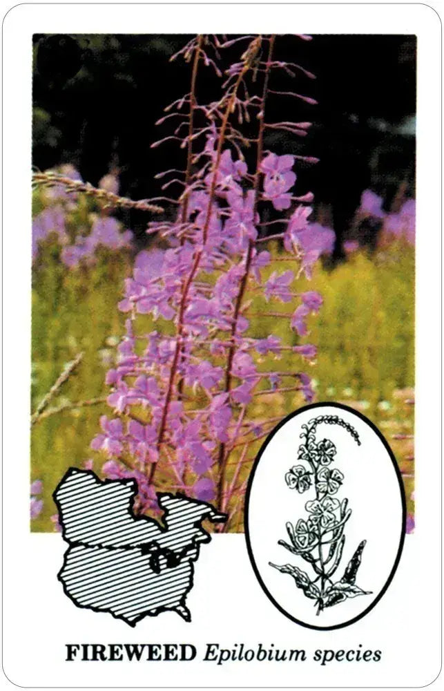 Edible Wild Foods Playing Cards showing tall fireweed flowers and a North American range map.