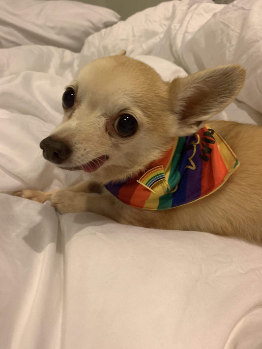Pride Flag Pin next to small tan dog wearing a rainbow bandana on a bed.