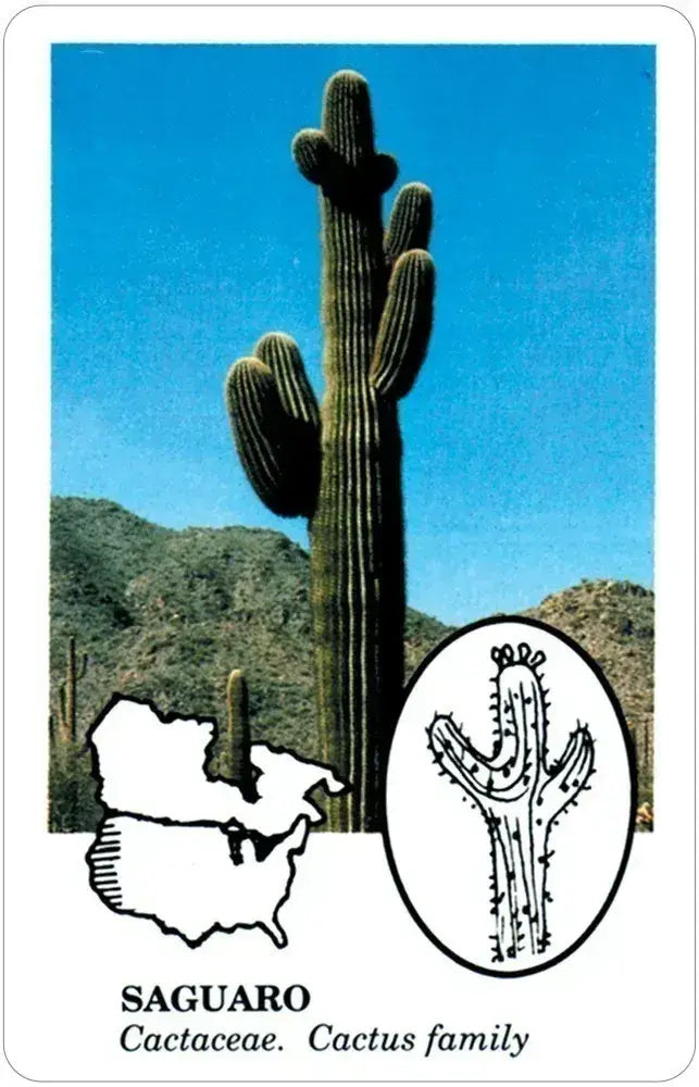 Edible Wild Foods Playing Cards featuring a desert saguaro cactus, map, and botanical sketch.