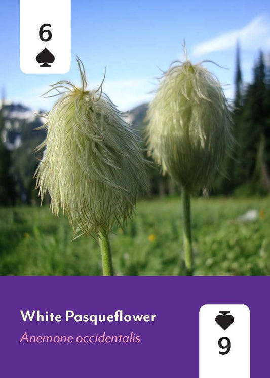 Pacific Northwest Wildflowers Deck with White Pasqueflower on the 6 and 9 of Spades cards.