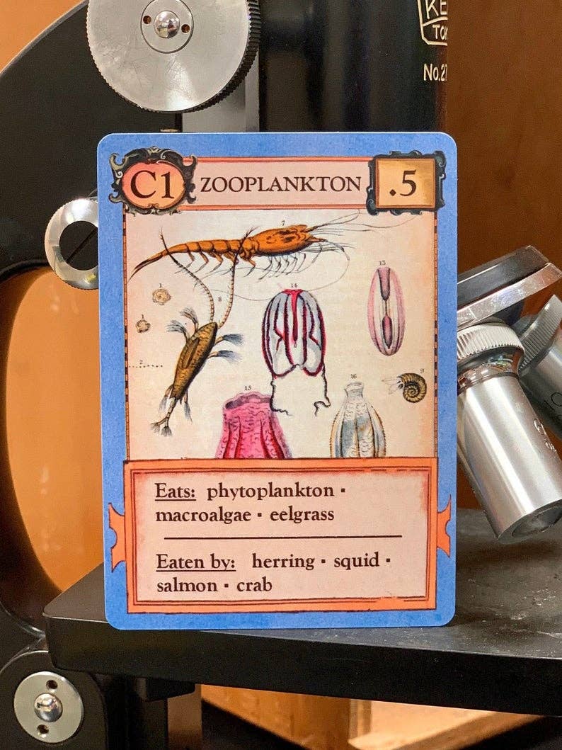 Zooplankton ID card from Ecologies Card Game featuring marine life art, diet, and predator information.
