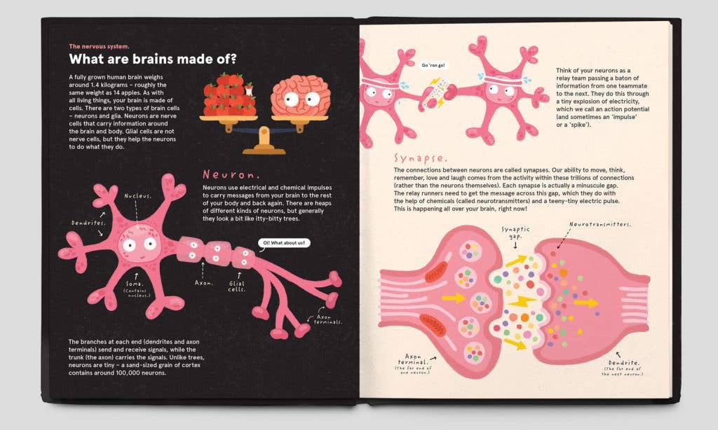 Your Brilliant Brain by Philip Bunting showing brain neurons and glial cells with their basic functions.