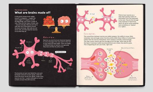 Your Brilliant Brain by Philip Bunting showing brain neurons and glial cells with their basic functions.