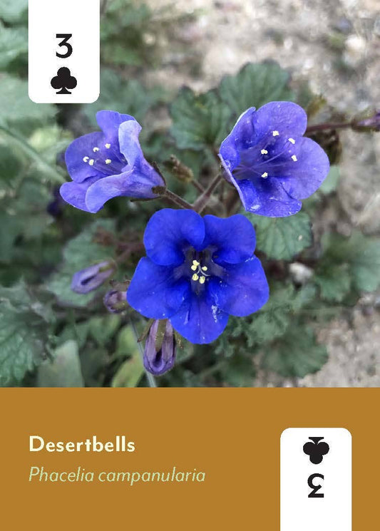 Wildflowers Deck playing card featuring three blue Desertbells on the 3 of clubs.