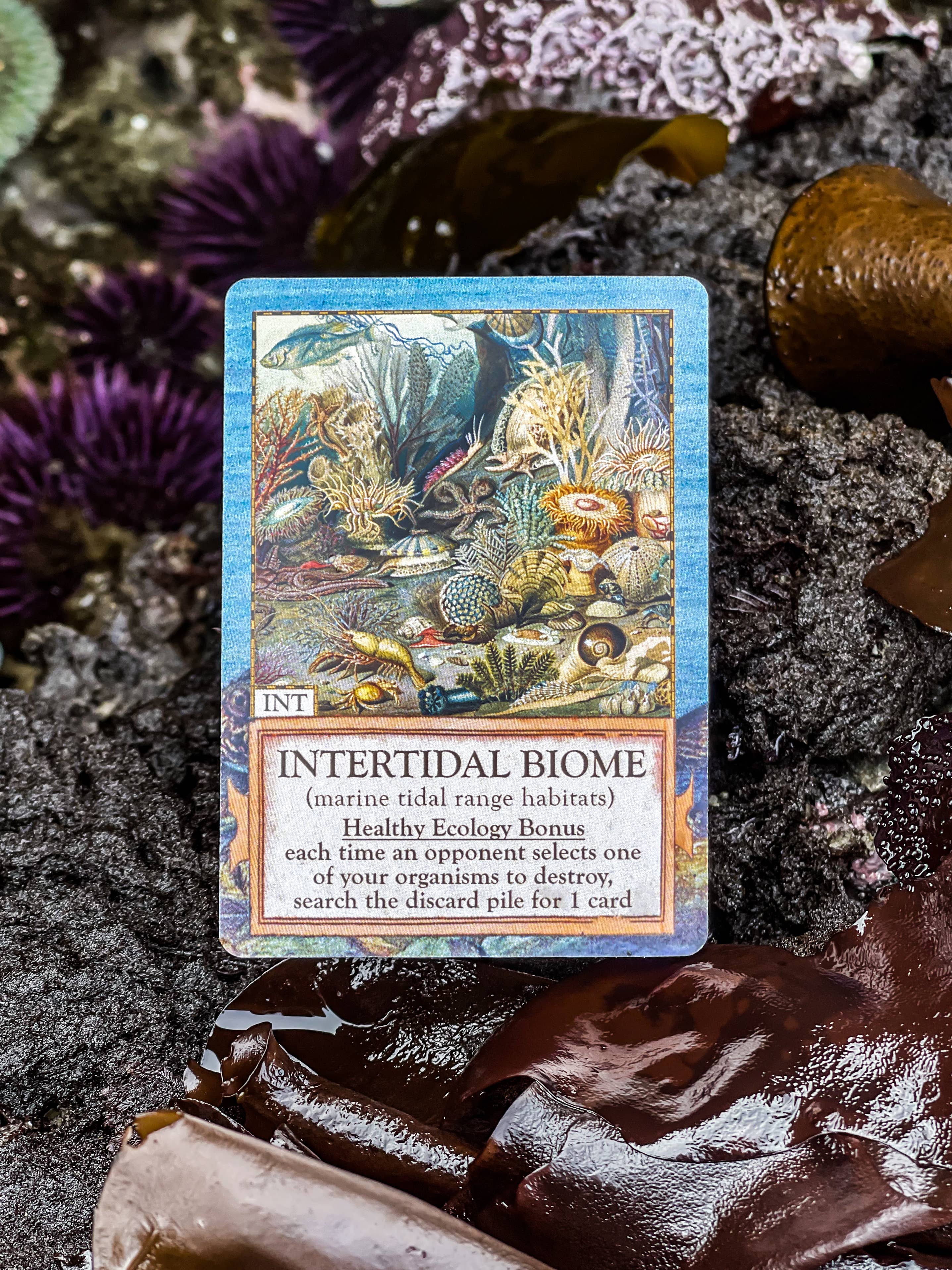 Ecologies: Hidden Habitats Card Game card featuring marine life in an intertidal biome with rocks and seaweed.