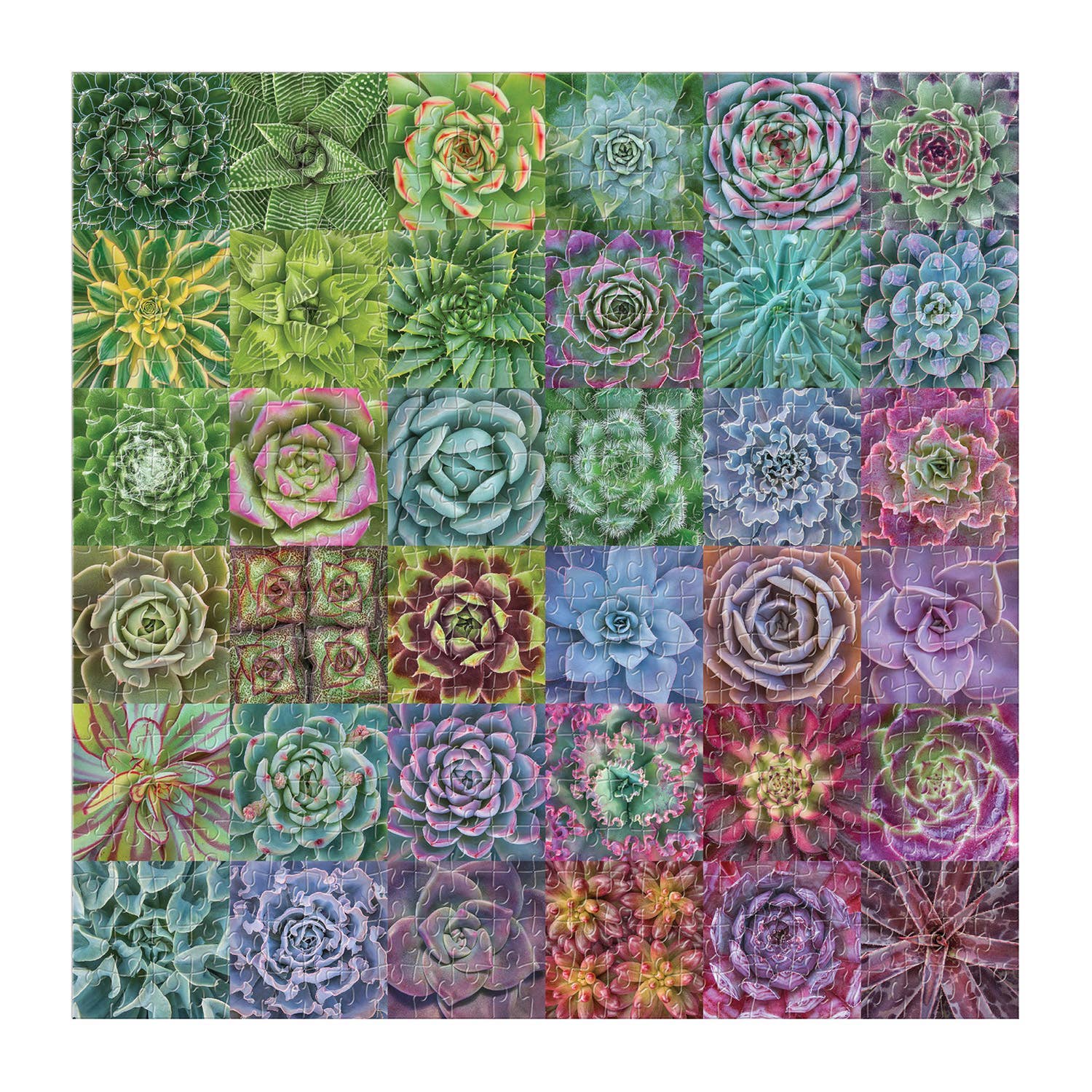 Succulent Spectrum 500 Piece Puzzle featuring 36 colorful succulents arranged in a 6x6 grid, by Galison.