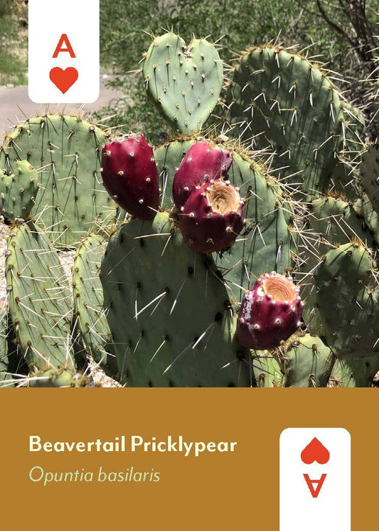 Desert Southwest Wildflowers Deck featuring a beavertail pricklypear with red fruit and heart-shaped pads.