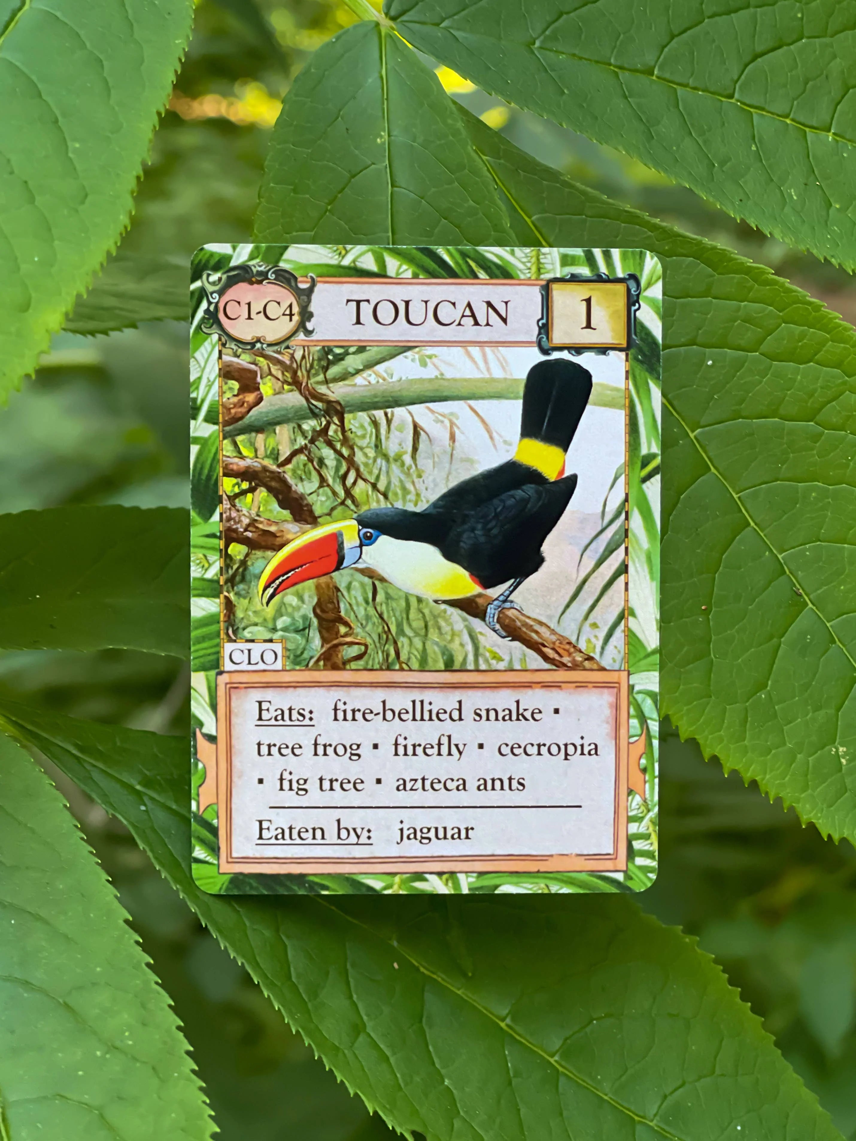 Ecologies: Hidden Habitats Card Game card showing a toucan, its prey, and predator as part of a food web.