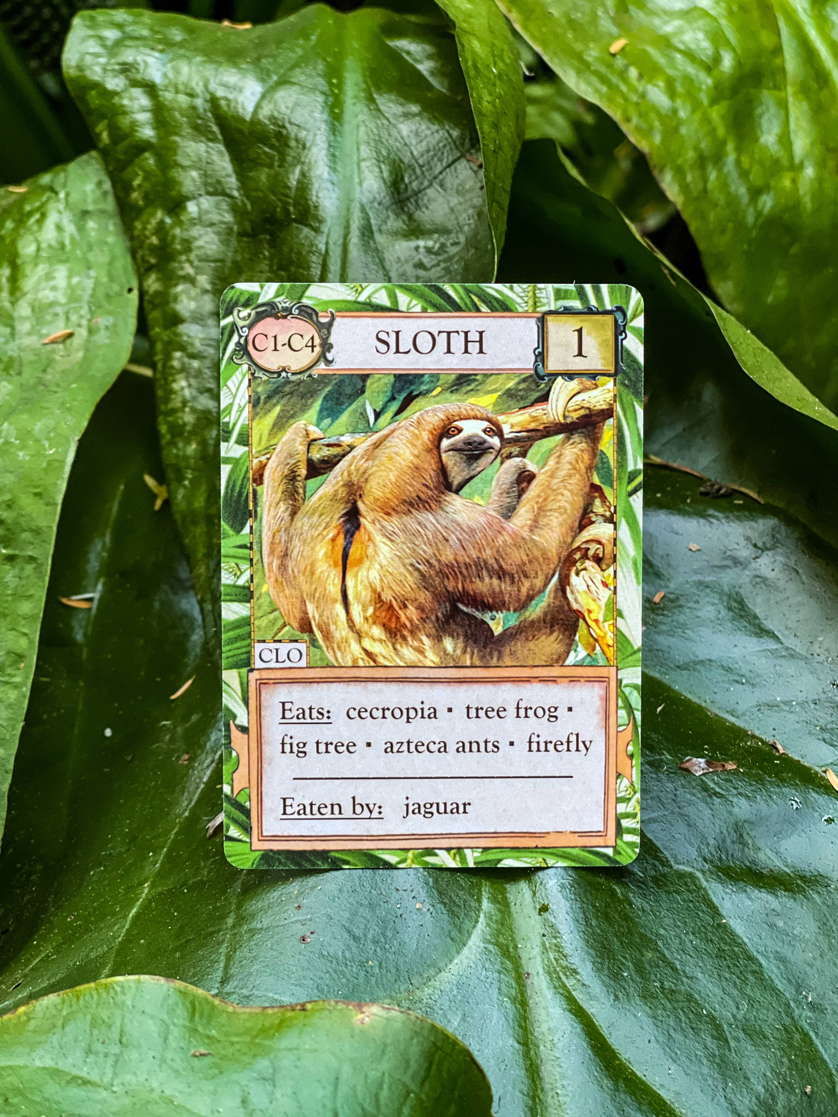 Ecologies: Hidden Habitats Card Game card featuring a sloth with its diet and predator shown in the food web.