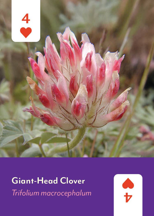Pacific Northwest Wildflowers Deck card showing pink giant-head clover with 4 of hearts symbol and plant name.