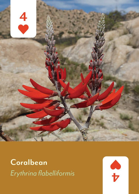 Desert Southwest Wildflowers Deck, 4 of hearts card with Coralbean flower illustration.
