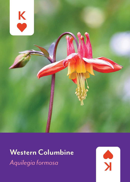 Western Columbine card featuring red and yellow flower, heart, and K from Pacific Northwest Wildflowers Deck.