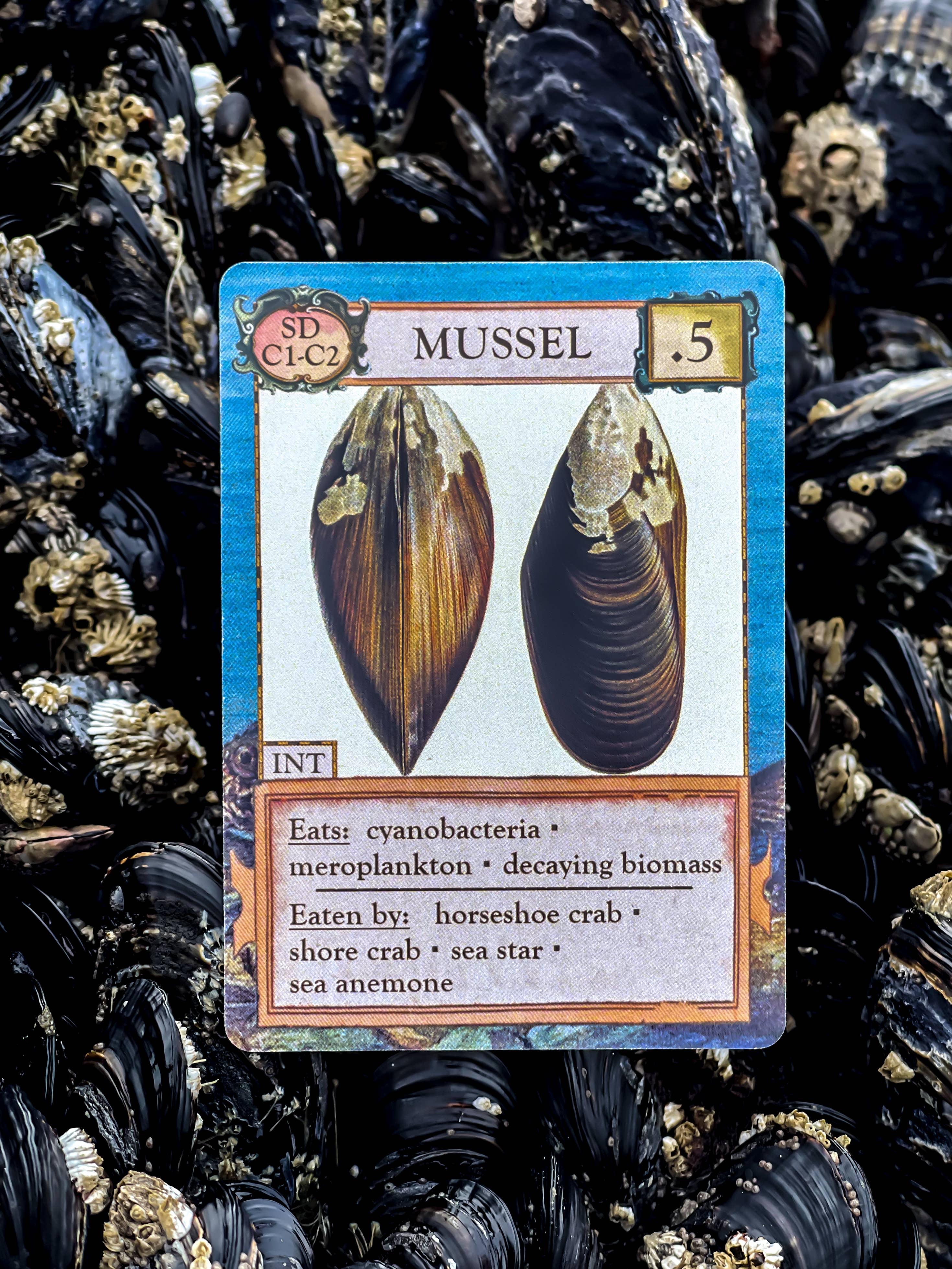Ecologies: Hidden Habitats Card Game card showing mussels among live mussels and shells.