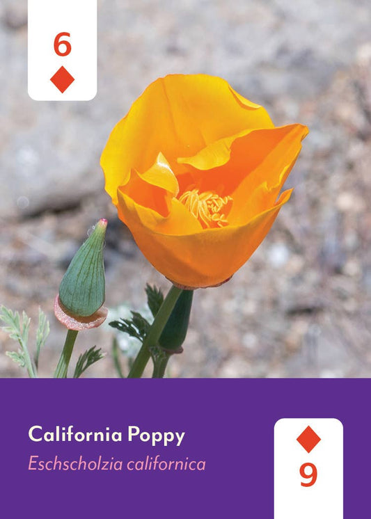 California poppy and bud with playing card symbols on purple, from the Pacific Northwest Wildflowers Deck.