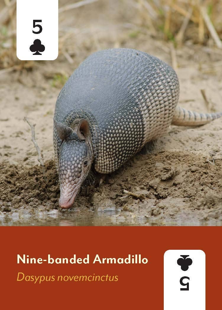 Mammals of North America Card Deck, 5 of clubs featuring a nine-banded armadillo drinking water.