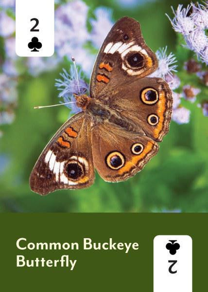 Pollinators of North America Deck, 2 of clubs card featuring a Common Buckeye butterfly on a purple flower.