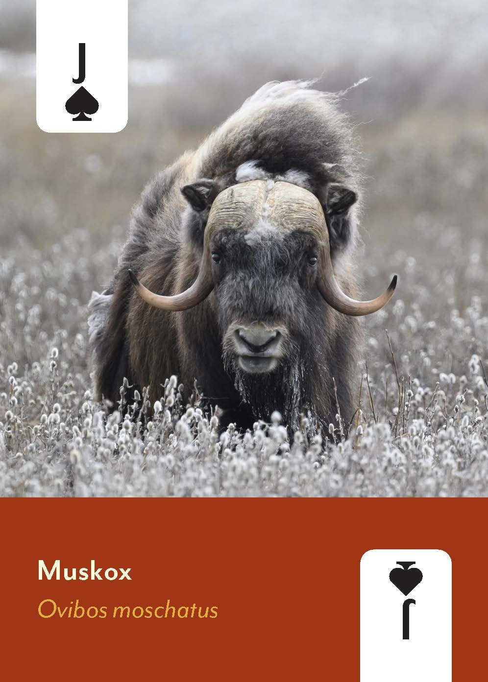 Mammals of North America Card Deck featuring a muskox in a frosty field on the cover.