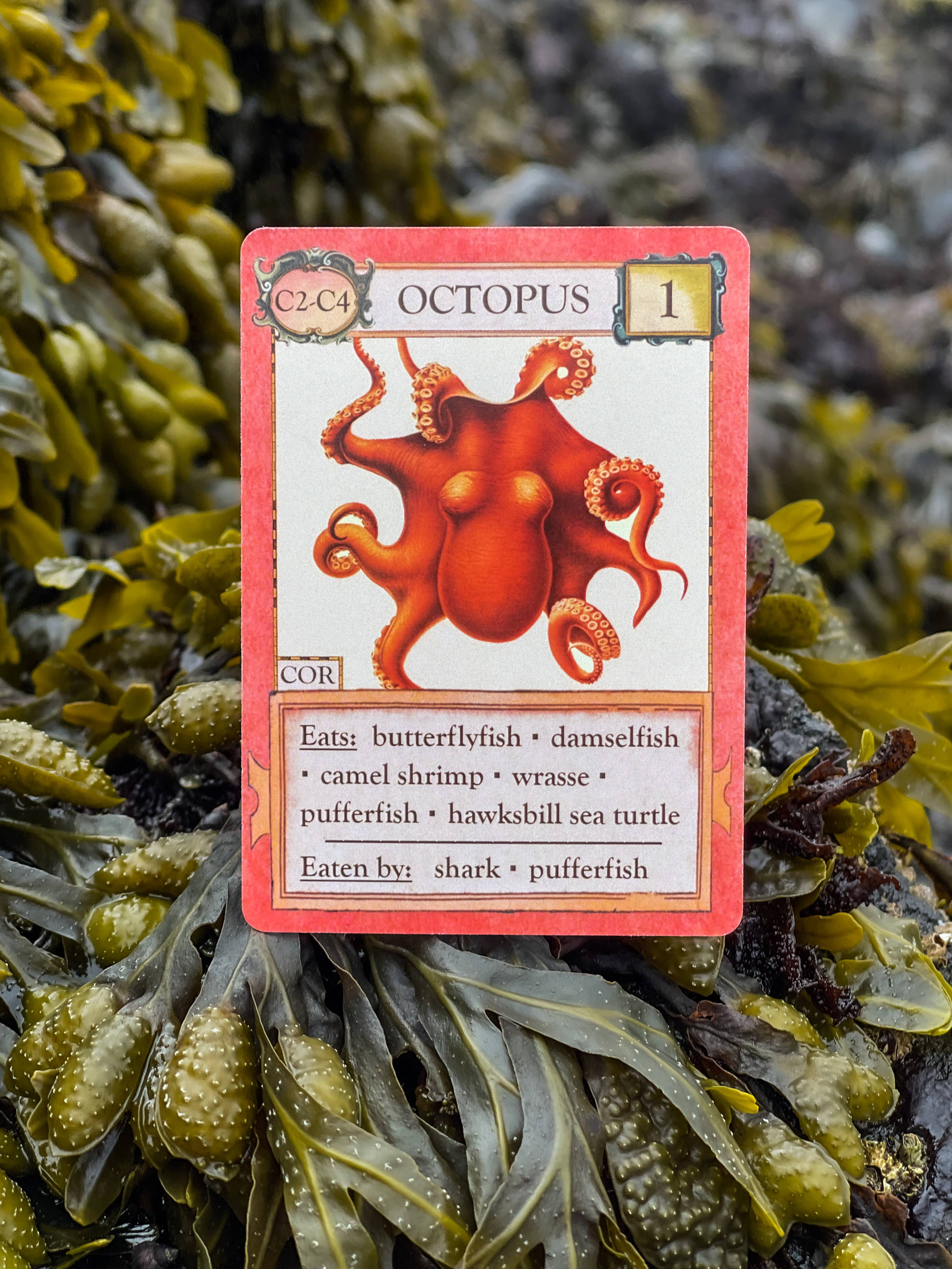 Ecologies: Hidden Habitats card showing an octopus with prey, predators, and value 1 in a food web.