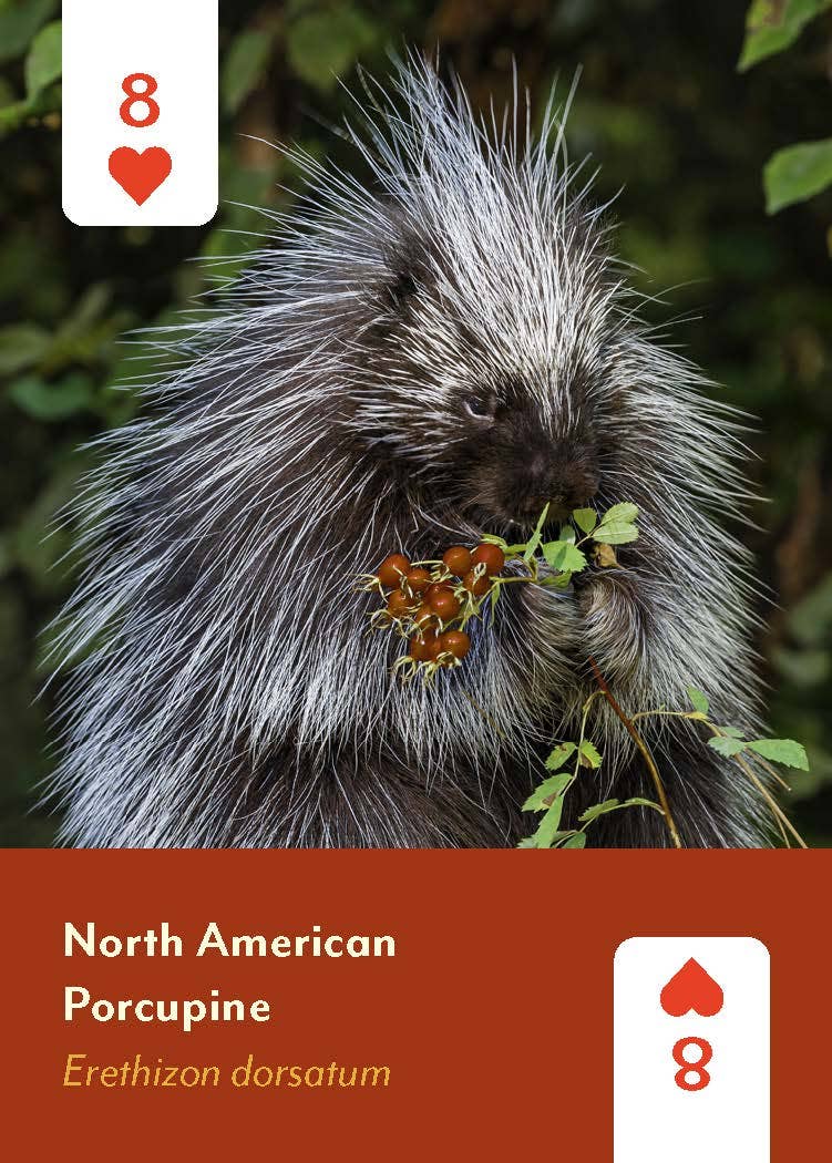 Mammals of North America Card Deck, 8 of hearts card showing a North American porcupine eating berries.