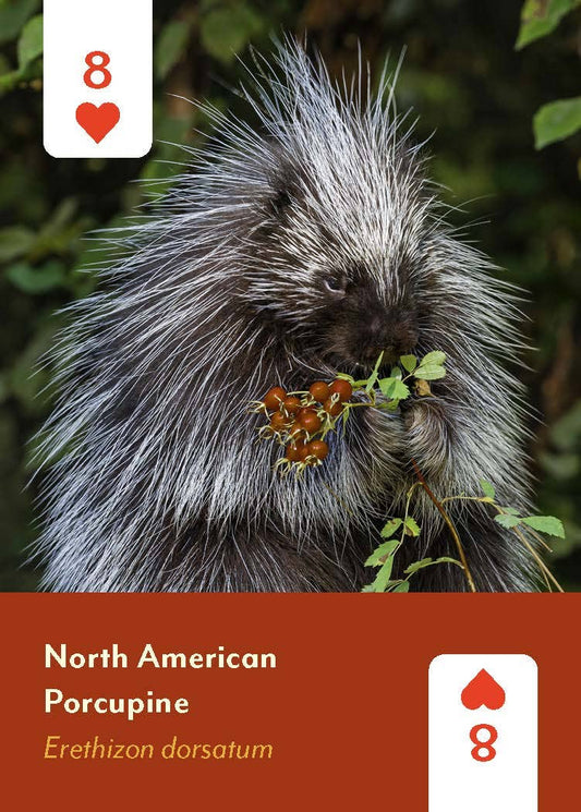 Mammals of North America Card Deck, 8 of hearts card showing a North American porcupine eating berries.
