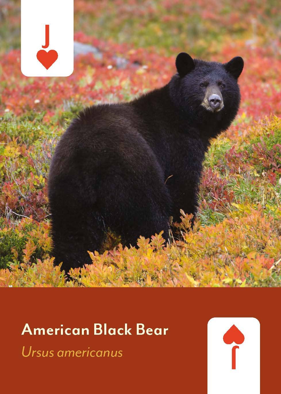 Mammals of North America Card Deck for wildlife education featuring a black bear in autumn foliage on the cover.