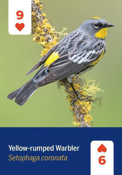 Birds of North America Playing Card Deck featuring the 9 and 6 of hearts with a Yellow-rumped Warbler depicted.