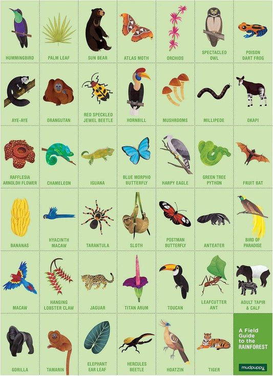 Rainforest Search & Find Puzzle featuring a grid of illustrated plants, insects, birds, and animals for kids.