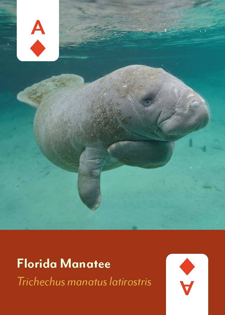 Florida manatee illustration on Mammals of North America Card Deck for wildlife education.