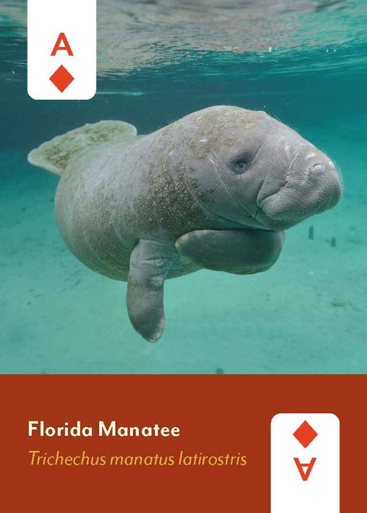 Florida manatee illustration on Mammals of North America Card Deck for wildlife education.