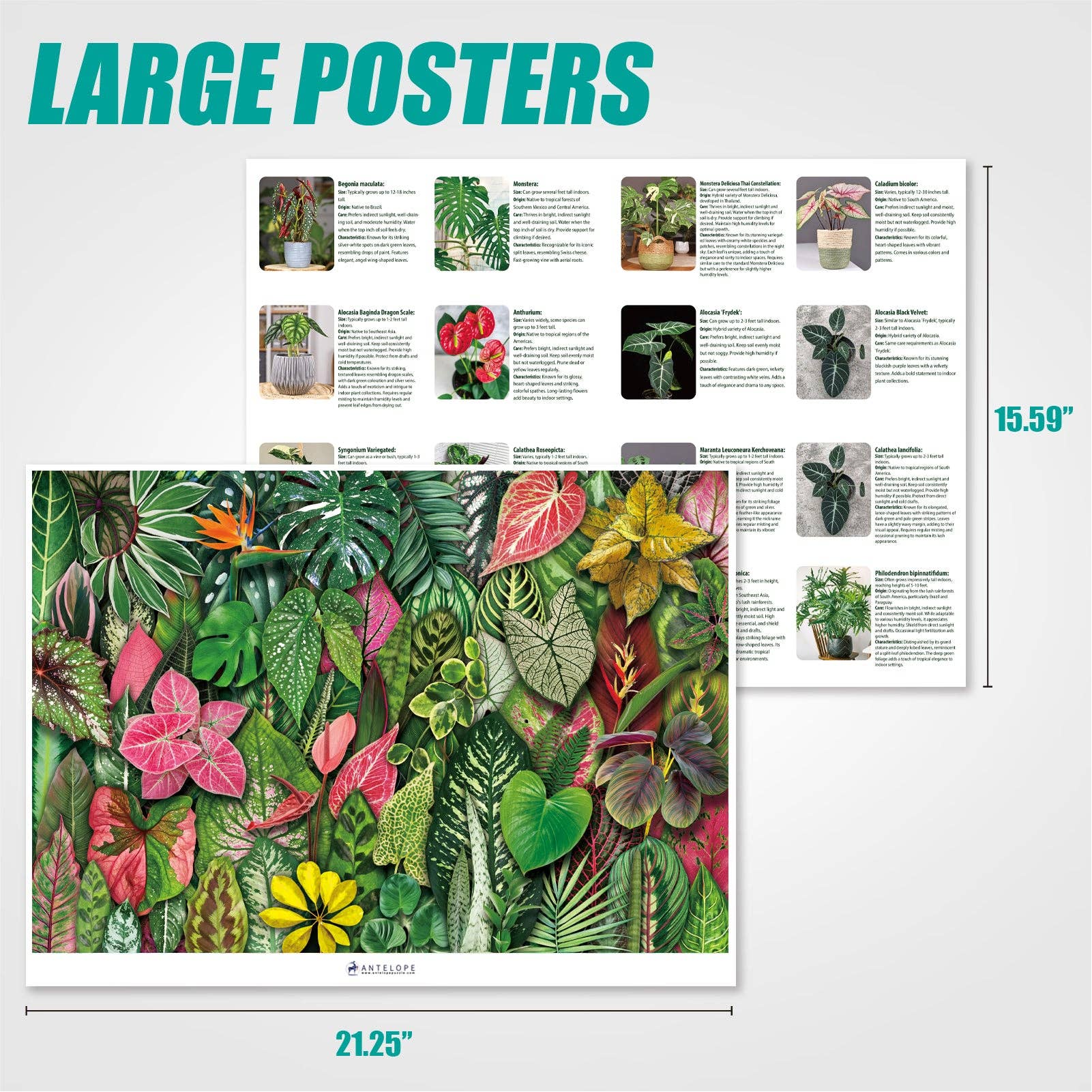 Foliage Frenzy set of two 21.25″x15.59″ posters featuring tropical plants and care tips.